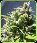 Oaxaca A5 Haze - Ace Seed bank