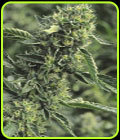 Og Kush - Humboldt Seed Organisation