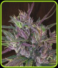 Old Timer's Haze - Ace Seed bank