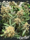 One Eyed Resin Chucker - ElevenThirty Genetics