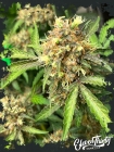 One Eyed Resin Chucker Auto - ElevenThirty Genetics