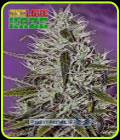 One Love Haze - Positronic Seeds