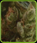 One to One - CBD Seeds