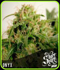 Onyx - Short Stuff Seeds