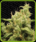 Opium - Paradise Seeds