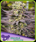 Oracle Octane - Anesia Seeds