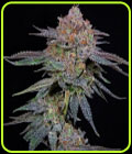 OrangeGroovye BX - Grateful Seeds