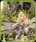 Orange Big Bud - CBD Seeds