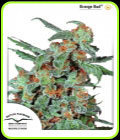 Orange Bud - Dutch Passion Seeds