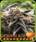Orange Cherry - Black Farm Genetix