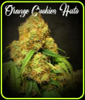 Orange Cookies Auto - TasteBudz Seeds