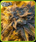 Orange Crasher - Black Farm Genetix
