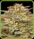 Orange Creampop - Humboldt Seed Company