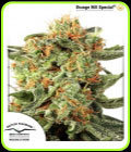 Orange Hill Special - Dutch Passion Seeds