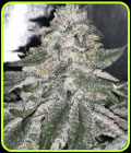 Orange Ice Cream - Black Farm Genetix