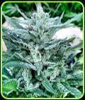 Orange Juice - Gage Green Group