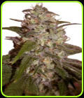 Orange Light - Seedmakers Seeds