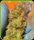 Orange Mooncake - TasteBudz Seeds