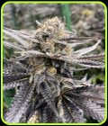 Orange Punch S1 - Black Farm Genetix