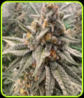 Orange Runtz Cake - Conscious Genetics