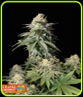 Orange Sherbet Fast Flowering - FastBuds