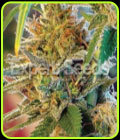 California Orange - Expert Seeds