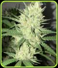 Orange Snap - Pot Valley Seeds