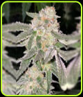 Orange Soda - DankHunters Seed Co