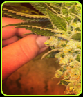 Orange Tooth - Dankonomics Genetics