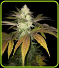 Orangesicle - TH Seeds