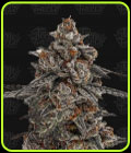 Oreoz x Orange Punch - Terp Treez Co