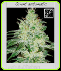 Orient Automatic - BlimBurn Seeds