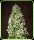 Orient Express - Ace Seed bank