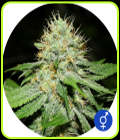Original Afghan - The Bulldog Seeds