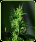 Original Afghani #1 - Seedsman Seeds