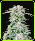 Original Auto Afghan Kush - FastBuds