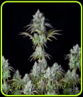 Original Big Bud Auto - FastBuds