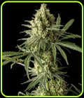 Original Blue Cheese - Original Big Buddha Family Farms
