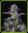 Original Blueberry Auto - FastBuds