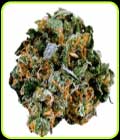 Original Cheerioz - TerpFarmz Seeds