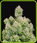 Original Cinderella Auto - FastBuds
