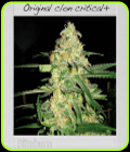 Original Clon - BlimBurn Seeds