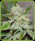 Original Juan Herer - Delicious Seeds