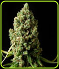 Original Skunk - Phoenix Cannabis Seeds