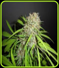 Original Skunk Express Auto - Phoenix Cannabis Seeds