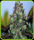 Original Skunk #1 - Seedsman Seeds