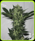 Original Sour Diesel - Cali Connection Seeds