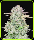 Original Trainwreck Auto - FastBuds