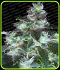 Original White Widow (IBL) - Paradise Seeds