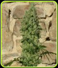Orinoco (OR-1) - Medical Marijuana Genetics